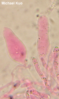 Flammulina populicola