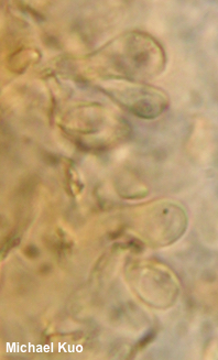 Flammulina populicola