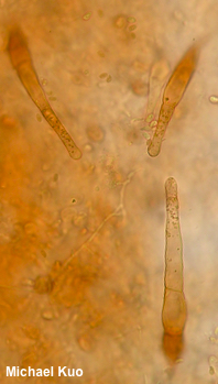 Flammulina populicola