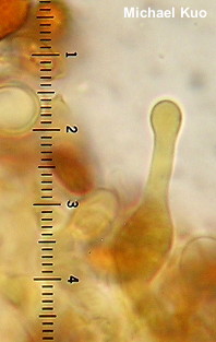 Gymnopilus palmicola