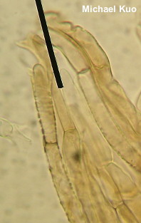 Gymnopilus palmicola
