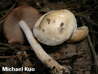 Hebeloma albidulum