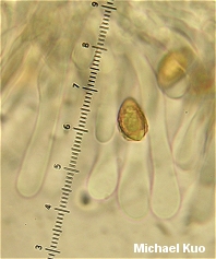 Hebeloma albidulum