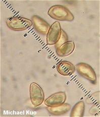 Hebeloma crustuliniforme