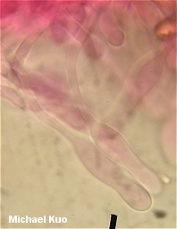 Hebeloma crustuliniforme