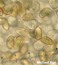 Hebeloma mesophaeum