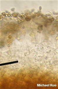 Hebeloma mesophaeum