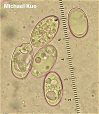 Helvella corium