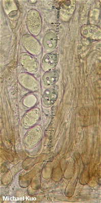 Helvella corium