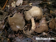 Helvella culpiformis