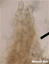 Helvella culpiformis