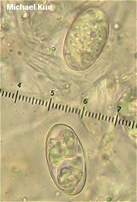 Helvella maculata