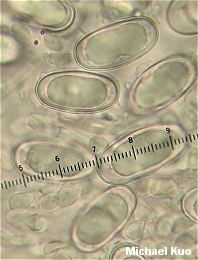 Humaria hemisphaerica