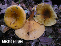 Hygrophoropsis aurantiaca