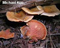 Hygrophoropsis aurantiaca