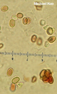 Hygrophoropsis aurantiaca