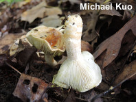 Hygrophorus paludosus