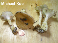 Hygrophorus paludosus