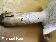 Hygrophorus paludosus