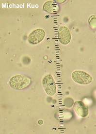 Hygrophorus paludosus