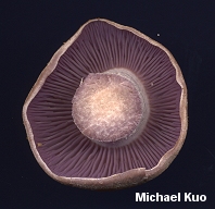 Laccaria ochropurpurea