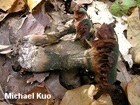 Imperfect fungus on Laccaria ochropurpurea