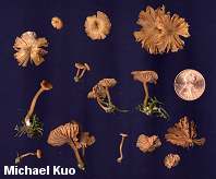 Laccaria ohiensis