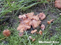 Laccaria ohiensis