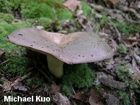 Lactarius argillaceifolius