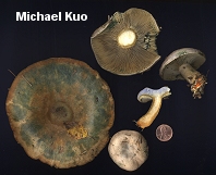 Lactarius chelidonium