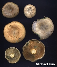 Lactarius chelidonium