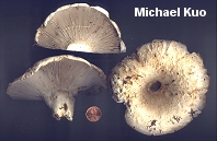 Lactarius deceptivus