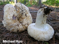 Lactarius deceptivus