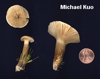 Lactarius gerardii