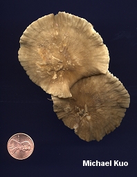 Lactarius gerardii