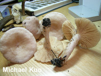 Lactarius glyciosmus