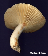 Lactarius subplinthogalus