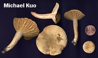 Lactarius subplinthogalus