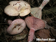 Lactarius subpurpureus