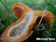 Lactarius thyinos