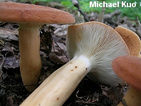 Lactarius volemus