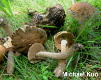 Leccinum quercophilum