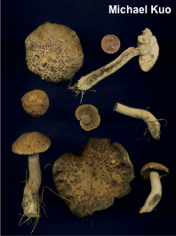 Leccinum quercophilum