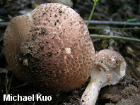 Lepiota aspera