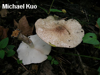 Lepiota aspera