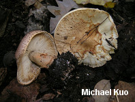 Lepiota aspera