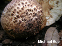 Lepiota aspera