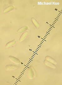 Lepiota aspera