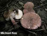 Lepiota eriophora