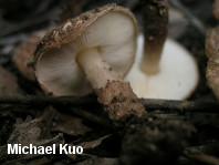 Lepiota eriophora